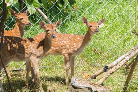 母鹿头上有角吗?