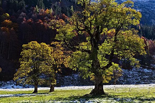 常见的树木名称