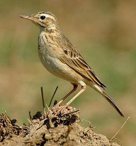 田鹨的繁殖方式
