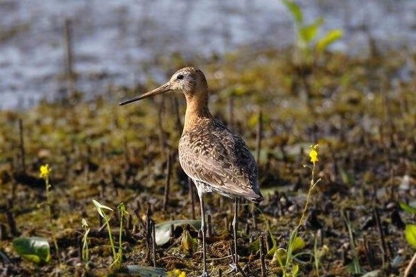 海南禁食陆生野生动物，人工饲养的可以吃吗？