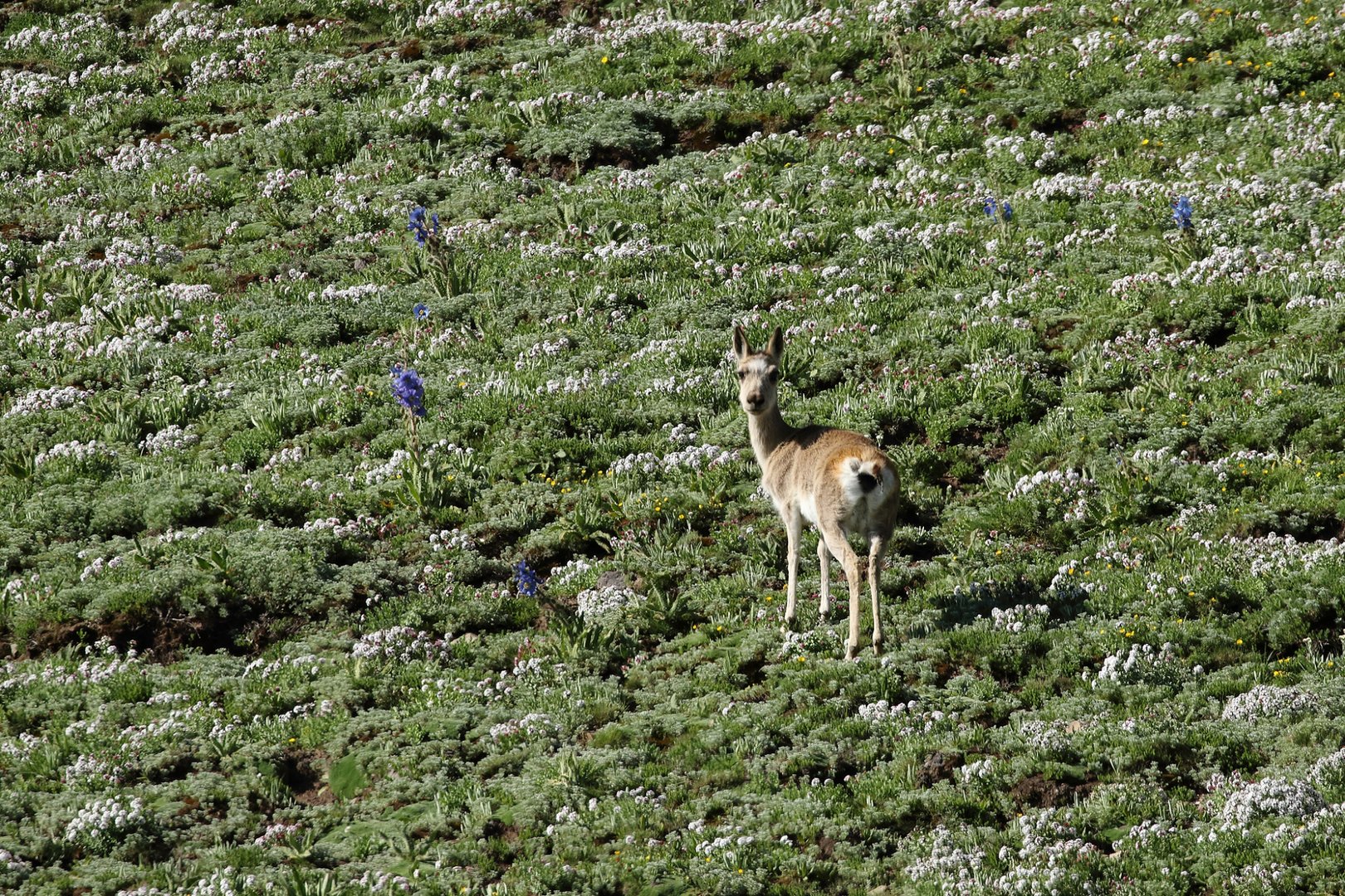 很多食草动物都长了一个白屁股，为什么会进化成这样？