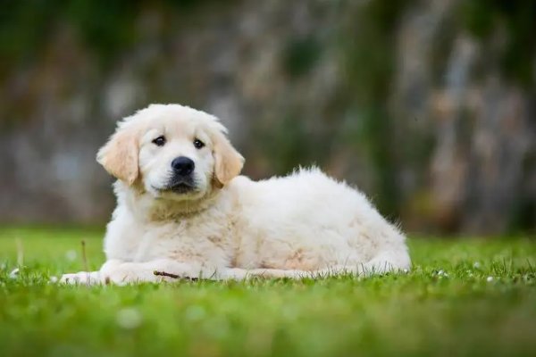 小狗学叫是什么结局