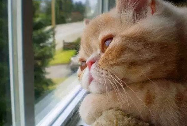 黑龙江鹤岗一喵星人满脸好奇站立看外面放烟花，猫的好奇心为何这么强？