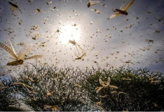 蝗虫过境下一句是什么