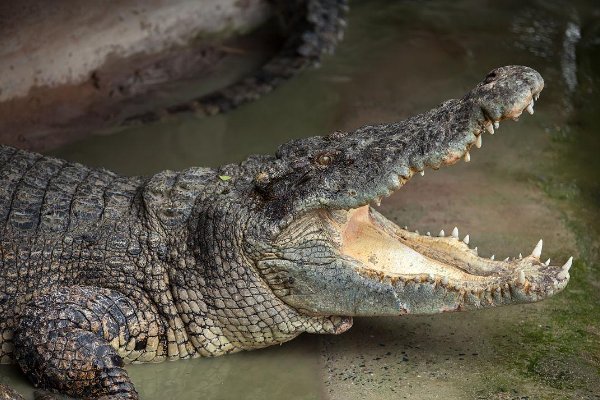 十大最大鳄鱼