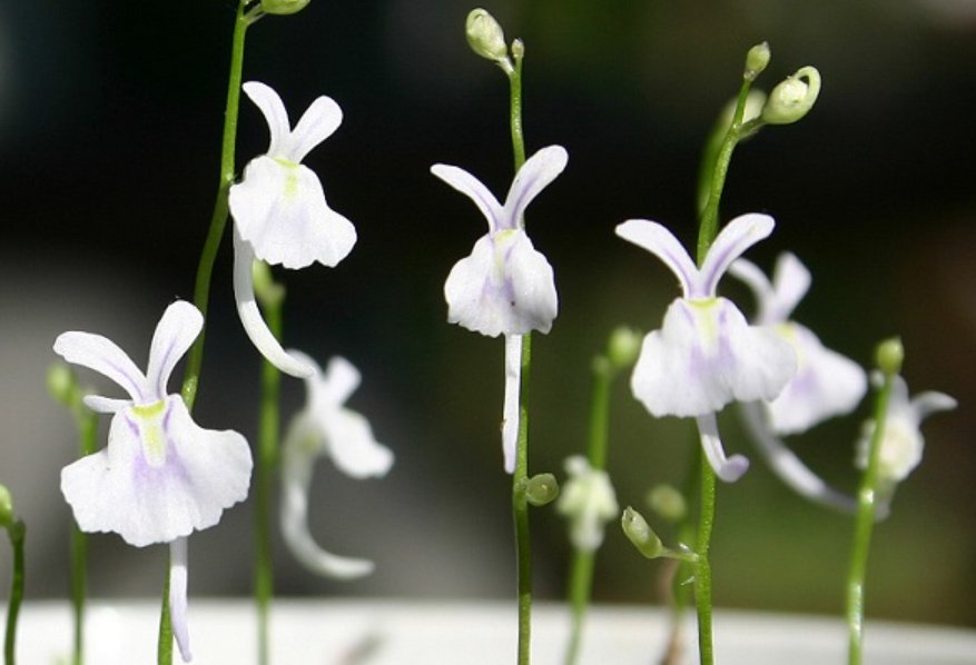 语文课代表的兔子好软好多水指什么？