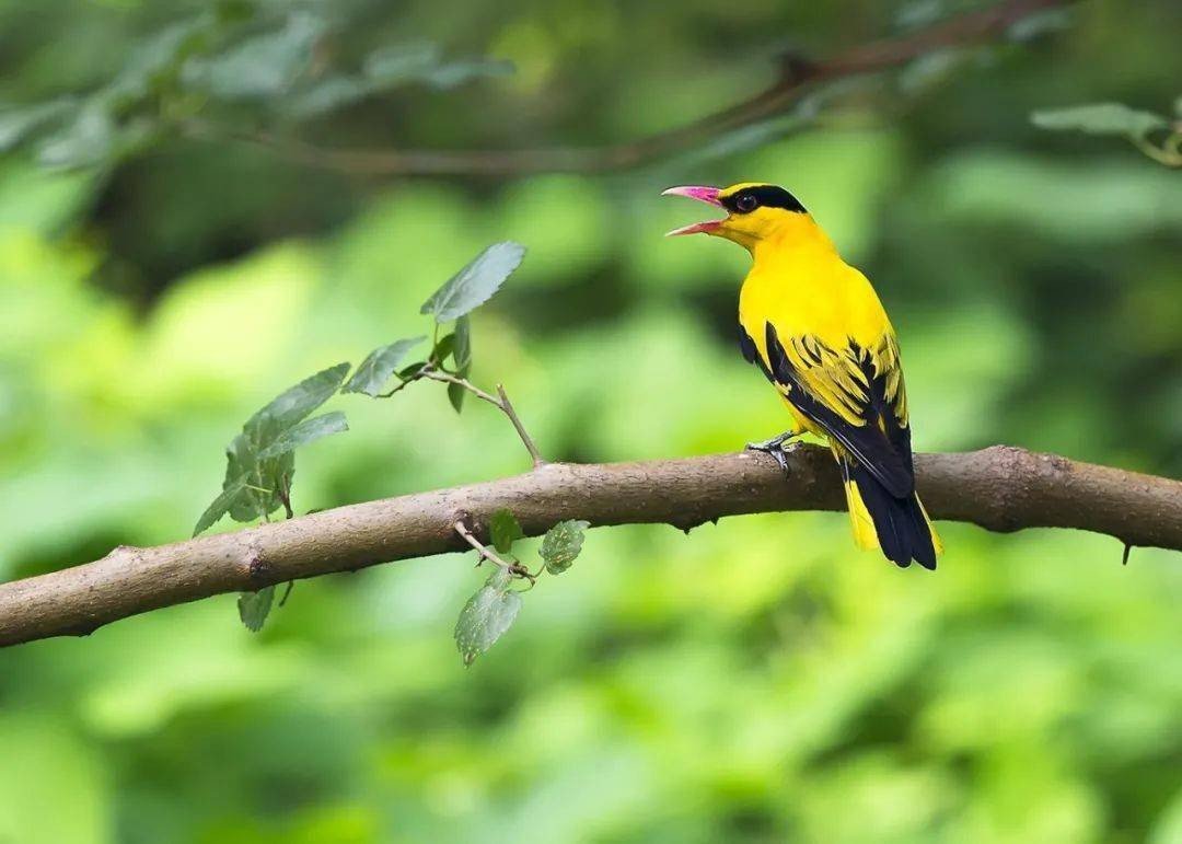 人间最美五月天的诗句