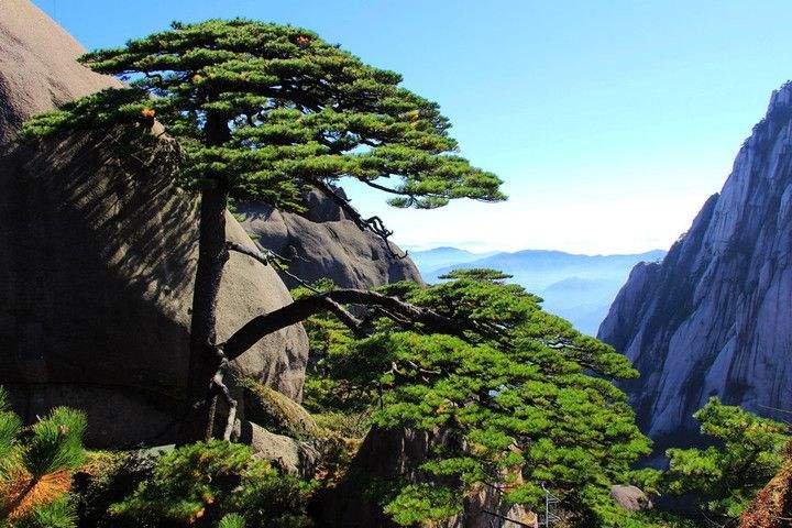 黄山四绝分别是什么