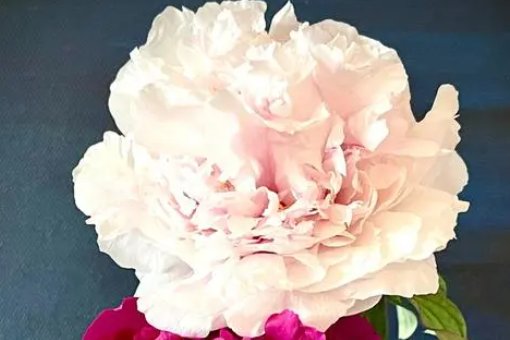 中国国花是牡丹还是梅花