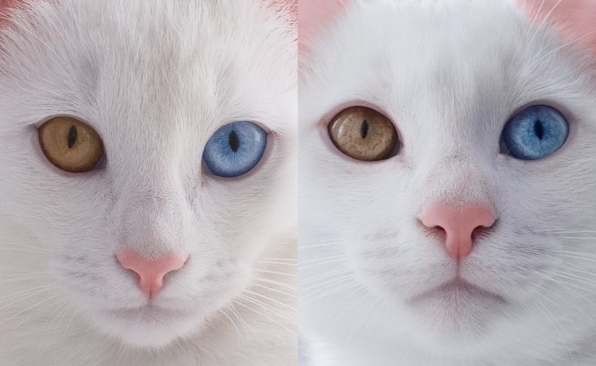 白猫阴阳眼建不建议养