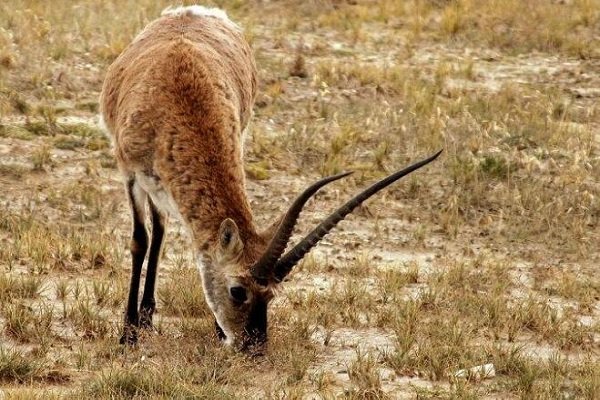 海南禁食陆生野生动物，人工饲养的可以吃吗？