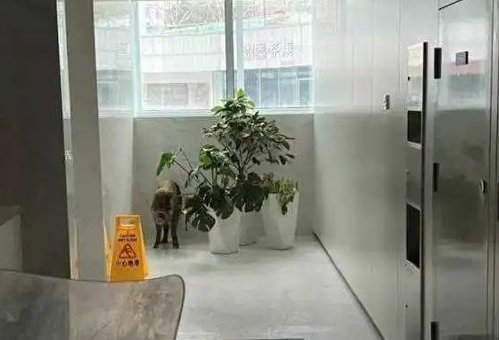 杭州一野猪冲进商场厕所，被五个人现场打晕制服，这头野猪是哪儿来的？
