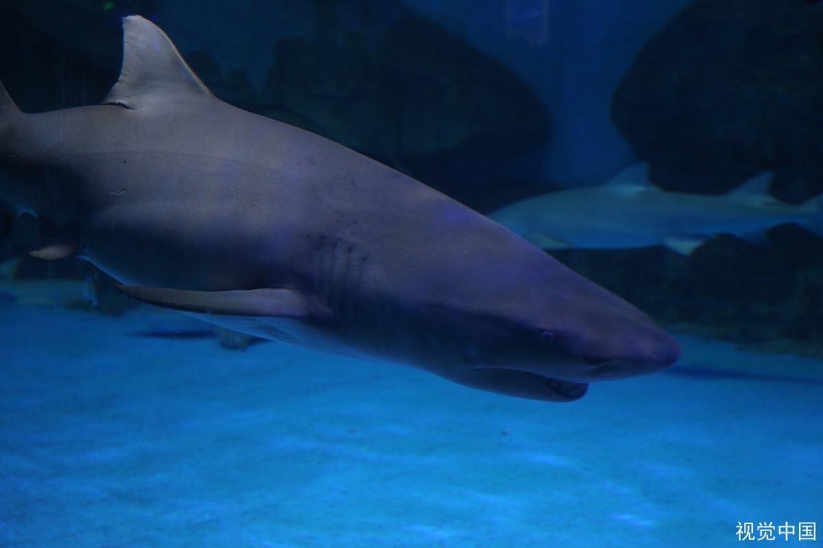 日本大叔讲核废水排进海里的危害，说说这种做法会给海洋带来多大的危害？