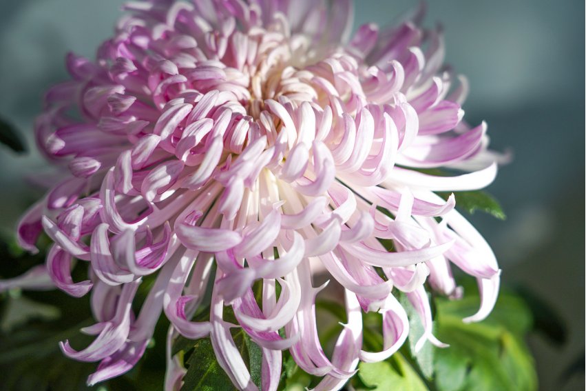 关于菊花的诗句有什么