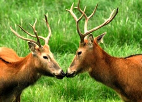 驯鹿和麋鹿一样吗？如果不一样，为什么俗名都叫“四不象”？