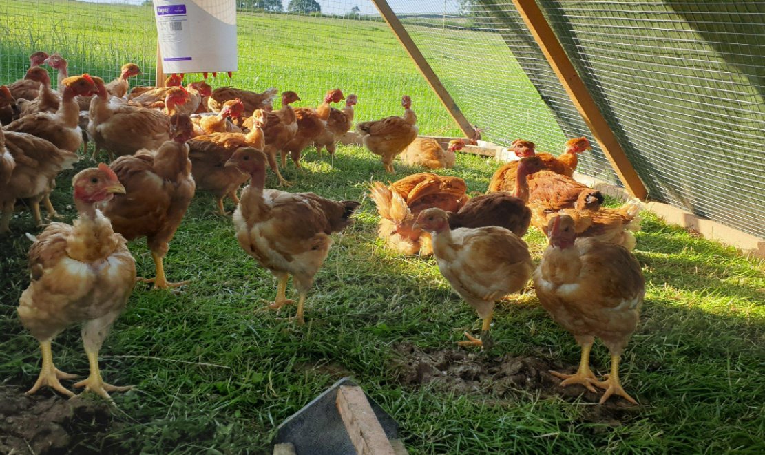 湖北8条傻蛇集体社死偷鸡不成全被困，最终这些蛇是被如何处理的？