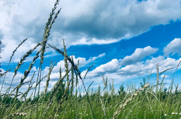 清风一吹,他们什么蜜蜂一来他们什么