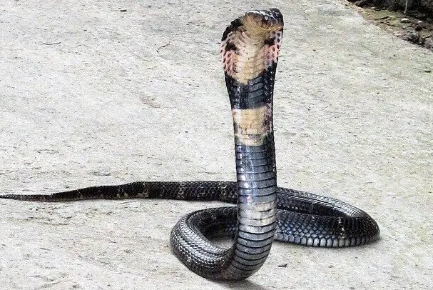 农村十大毒蛇排行榜