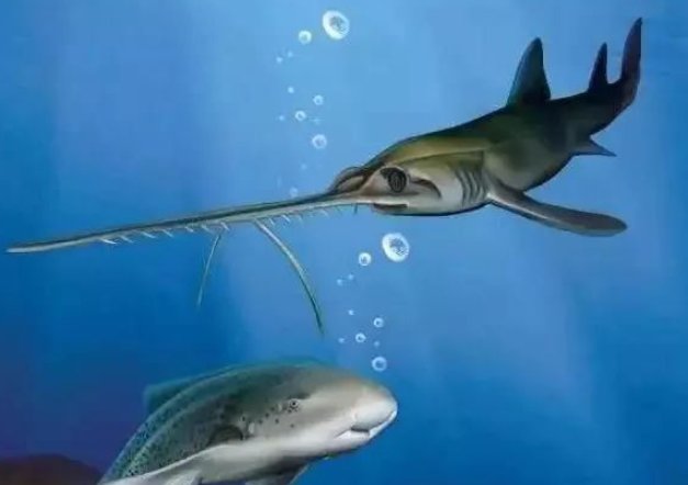 最稀有的九种鲨鱼都有哪些？