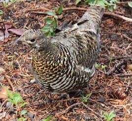 枞树鸡的亚种分化