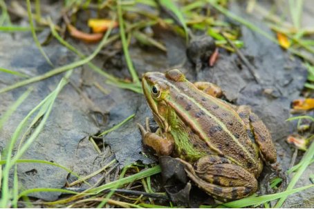 螳螂的死对头是谁