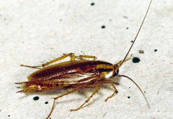 蟑螂会飞吗？