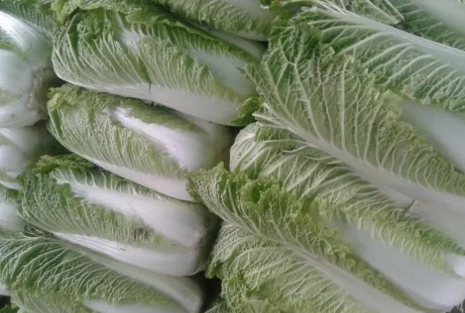 小鸡宝宝考考你:鲁迅笔下的