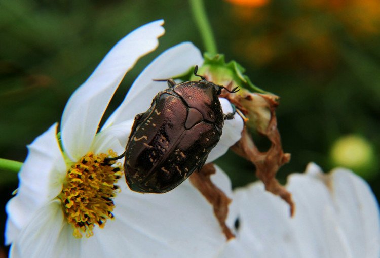花胫绿纹蝗的体形特征