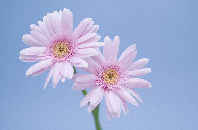 十二月开什么花？