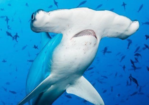 最稀有的九种鲨鱼都有哪些？