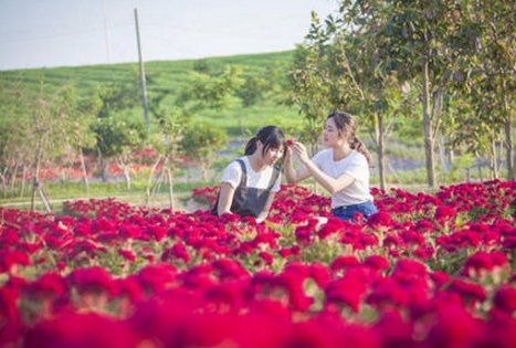 游客跳进网红粉黛花海拍照，工作人员对此有何回应？