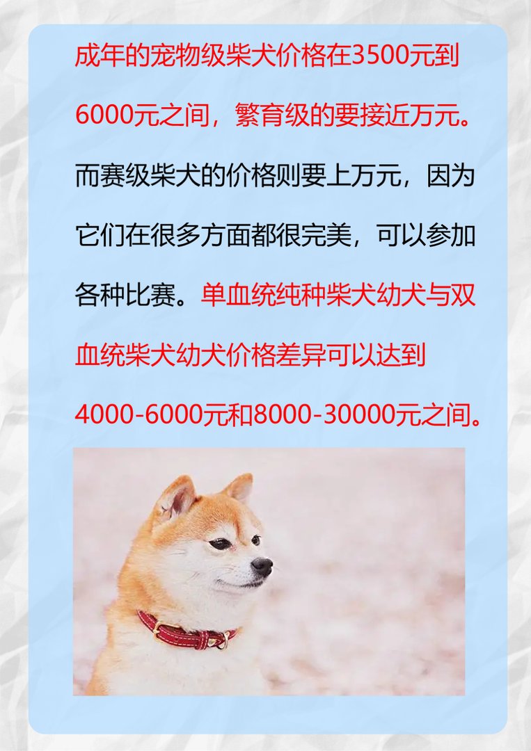 一只纯种的柴犬要多少价位？