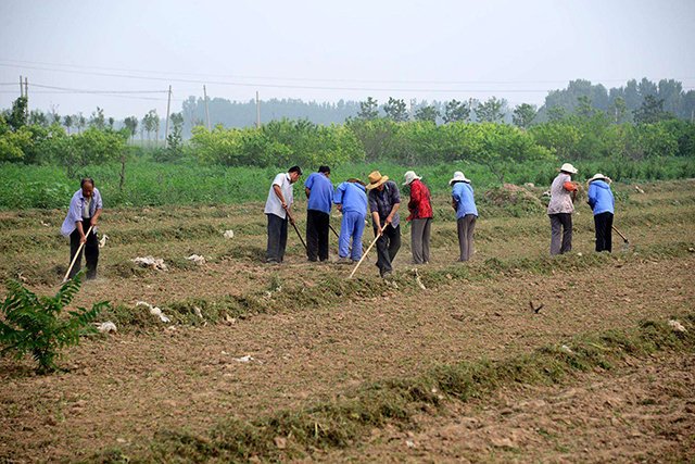 一亩地也不撂荒，2022撂荒土地会有什么后果？会被要罚款吗？