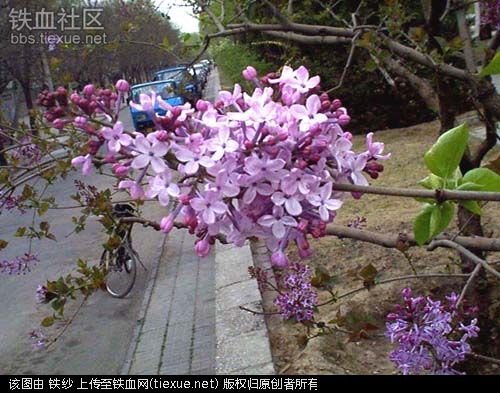 铁血丁香的章节简介：