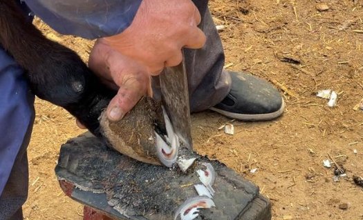 驴蹄子为什么要修剪