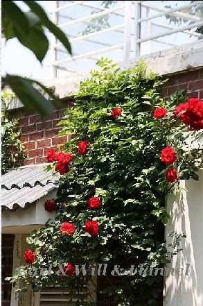 有种你爬墙的作品目录