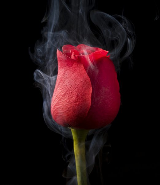 一朵红红的玫瑰的作品译文