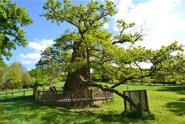 常见的树木名称