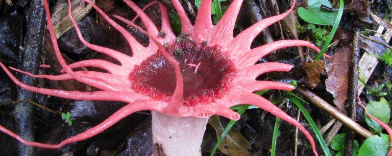 开花的蘑菇能吃吗