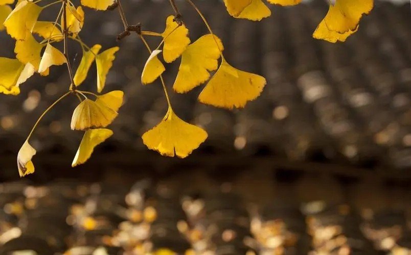 今天是几点立的秋