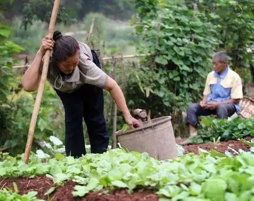 福建爷爷带11个孙辈在乡村干农活过暑假，爷孙在一起干活的画面有多温馨？