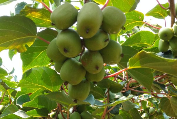 陕西秦岭发现“野生猕猴桃树王”，这棵树有什么价值？