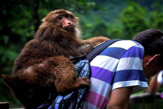 辽宁一马戏团黑熊逃跑上街,最终是如何被抓回的?