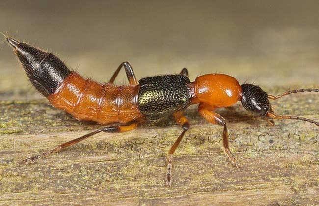 隐翅虫是什么虫？