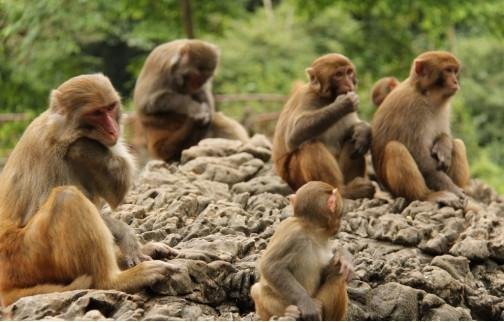 湖南一景区游客小溪戏水遭野猴群袭击，最终是如何脱险的？