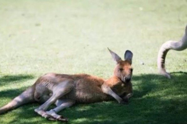 很多食草动物都长了一个白屁股，这是为什么？