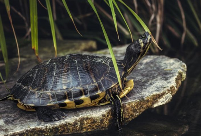 大爷躺江边酣睡，枕头竟是乌龟，这乌龟为何能一动不动？
