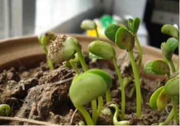 黄豆种子的七天观察记录