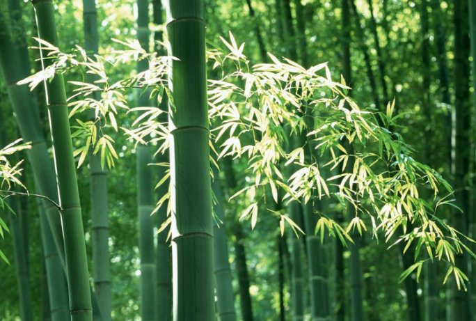 banboo什么意思？