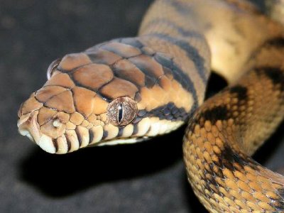 蚺和蟒有什么不同？